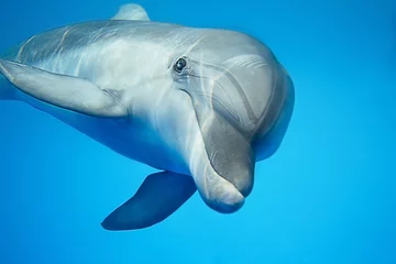 Poster Im Rahmen Delphin unter Wasser © Andriy Bezuglov
