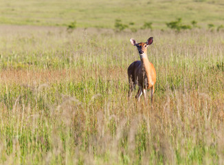 White tailed deer feeds at Big Meadow