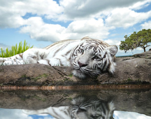 Fototapeta premium White Tiger