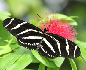 Tropical Butterfly