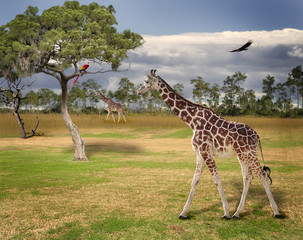 Landscape With Giraffes