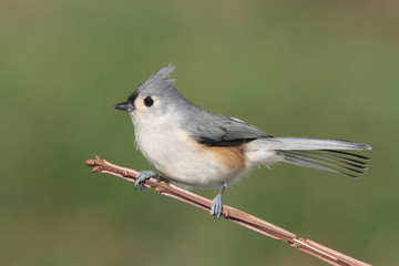 Bird On A Stick