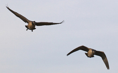 Two Ducks in Flight