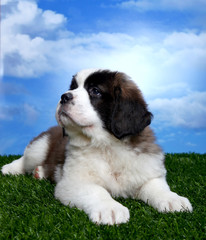 Adorable Saint Bernard Pups