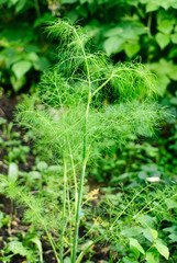 branch of fresh green fennel