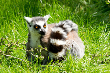 Ring tailed lemur