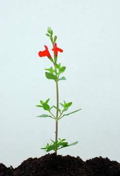 plantule fleurie, sur terreau