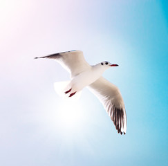 seagull flying