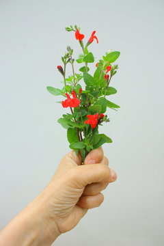 "un bouquet pour toi"