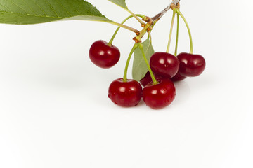 branch of cherry fruit