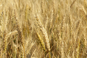 ripened winter wheat