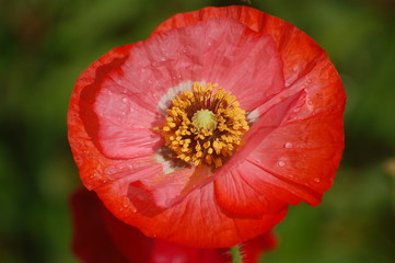poppies