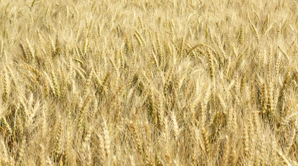 Ripening ears of wheat