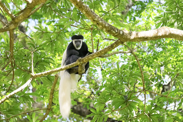 Colobus Affe