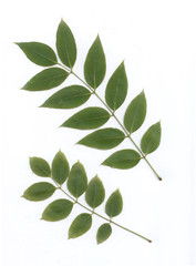 leaves