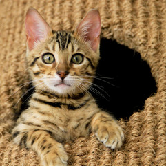 Bengal Kitten