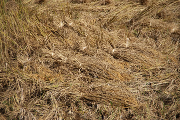 Rice harvest season