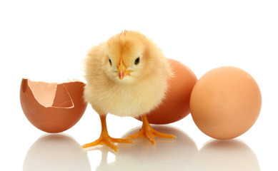 beautiful little chicken, eggshell and eggs isolated
