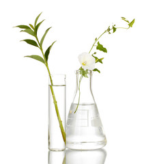 Test-tubes with a transparent solution and the plant isolated