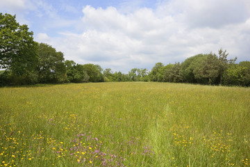 traditional hay field