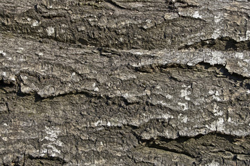 Wooden texture #11