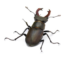 beetle