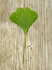 Ginkoblatt mit Wassertropfen auf altem Holz