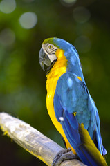 ルリコンゴウインコ