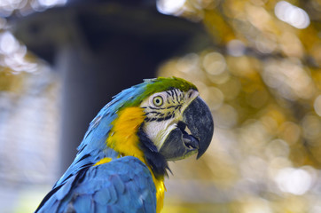 ルリコンゴウインコ