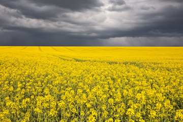 Obraz premium Rapeseed field under heavy storm skies