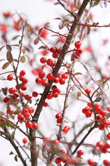 Cotoneaster suecicus Coral Beauty - obrazy, fototapety, plakaty