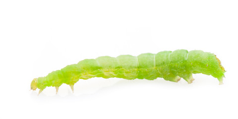 Grüne dicke Raupe auf weißem Hintergrund