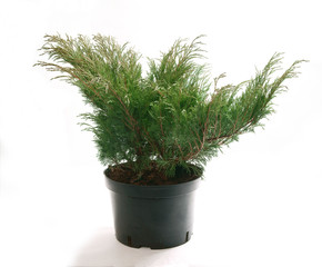 Juniperus sabina in a container