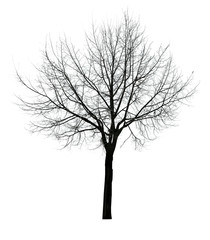 dark leaves free isolated tree