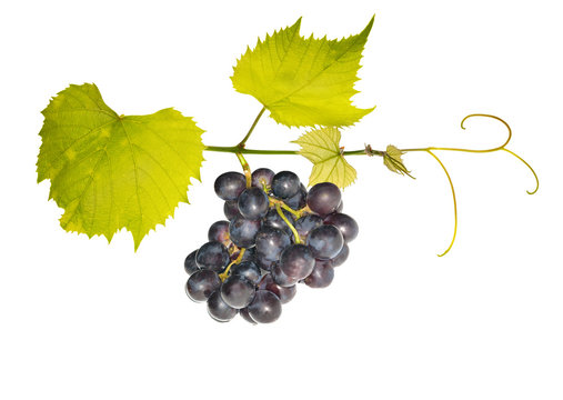 green vine with dark grepes