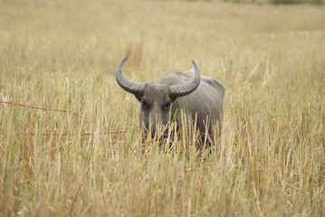 Obraz premium Buffalo graze