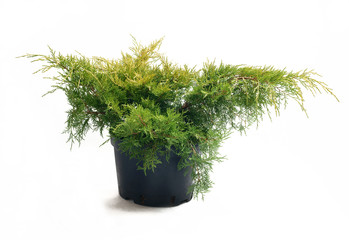 Juniperus pfitzeriana Old Gold in a container - obrazy, fototapety, plakaty