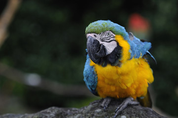 ルリコンゴウインコ