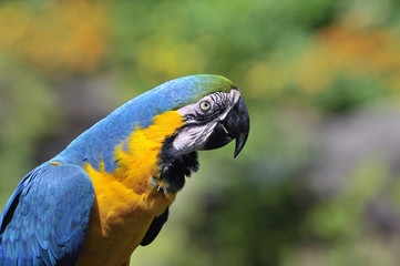 ルリコンゴウインコ