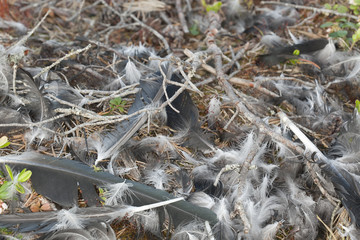 Feathers after bird, close-up photo