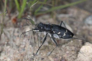 Wood tiger beetle, Cicindela sylvatica macro photo