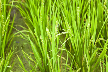 rice head with flower