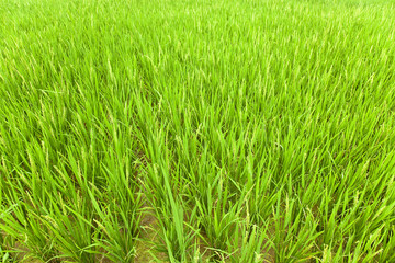 rice field with flower and ricehead