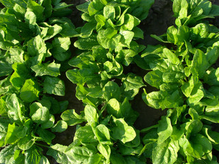 spinach vegetable bed top view