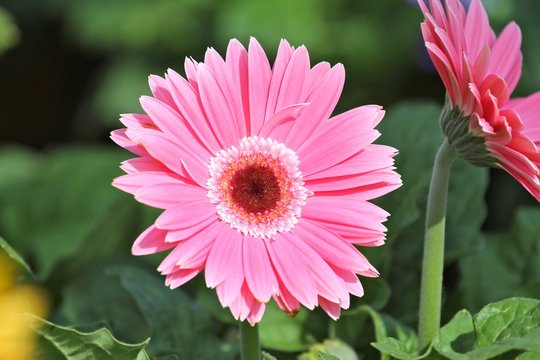 gerbera