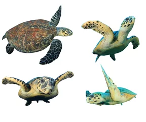 Stickers muraux Tortue Hawksbill Sea Turtles isolated on white