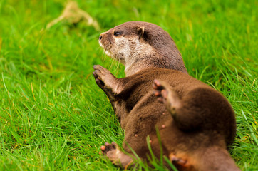 Asian Short Clawed Otter