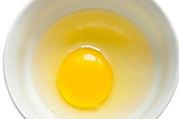yolk