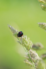 ナミテントウ 　‐Harmonia axyridis‐