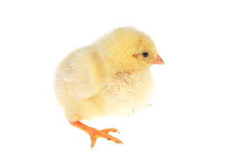 little yellow chicken